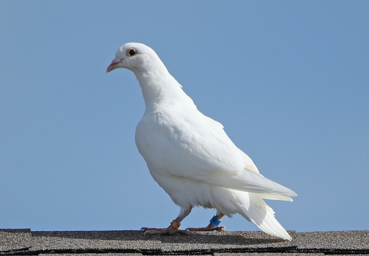 Rock Pigeon (Feral Pigeon) - Elizabeth Winter