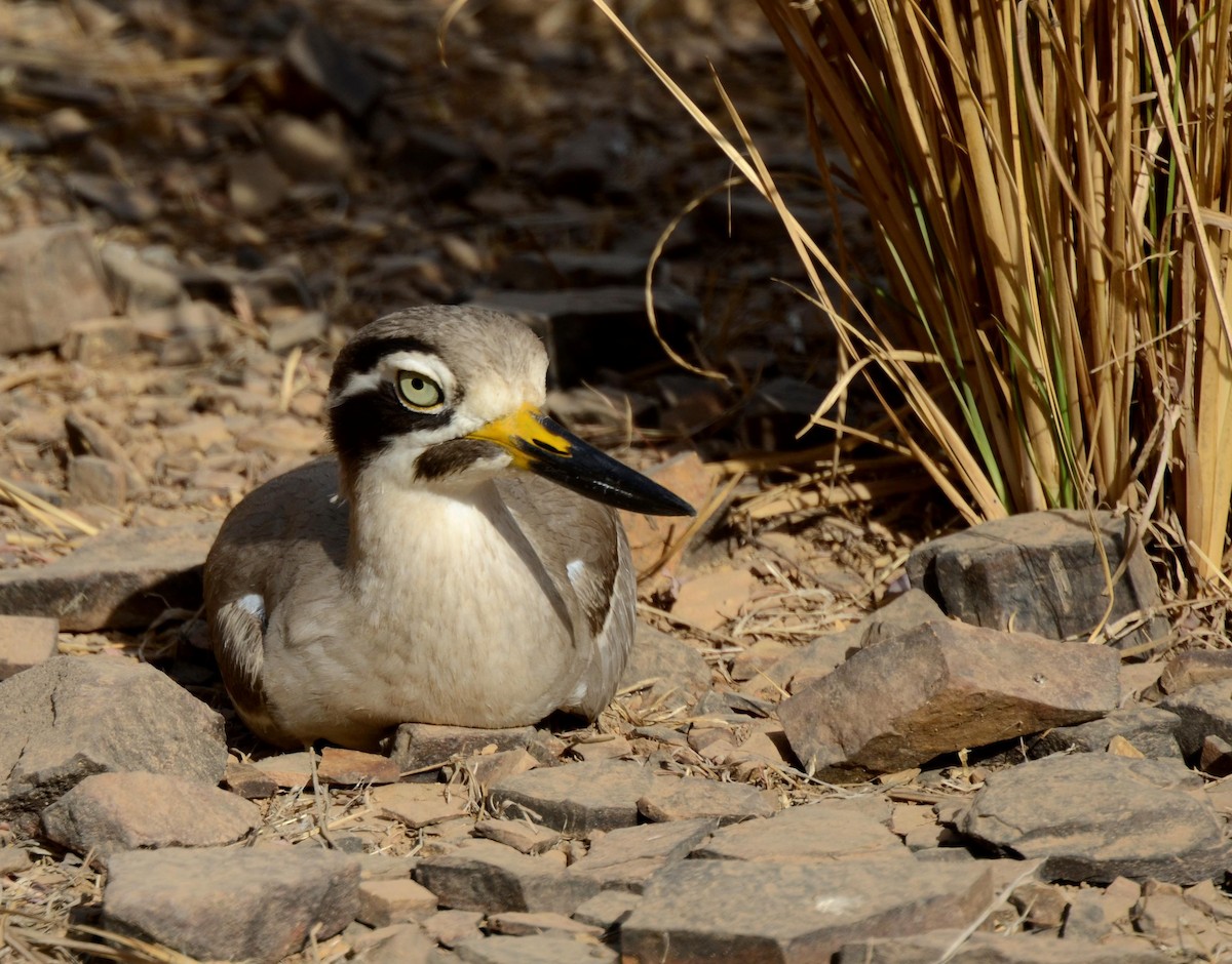 Great Thick-knee - ML25193201