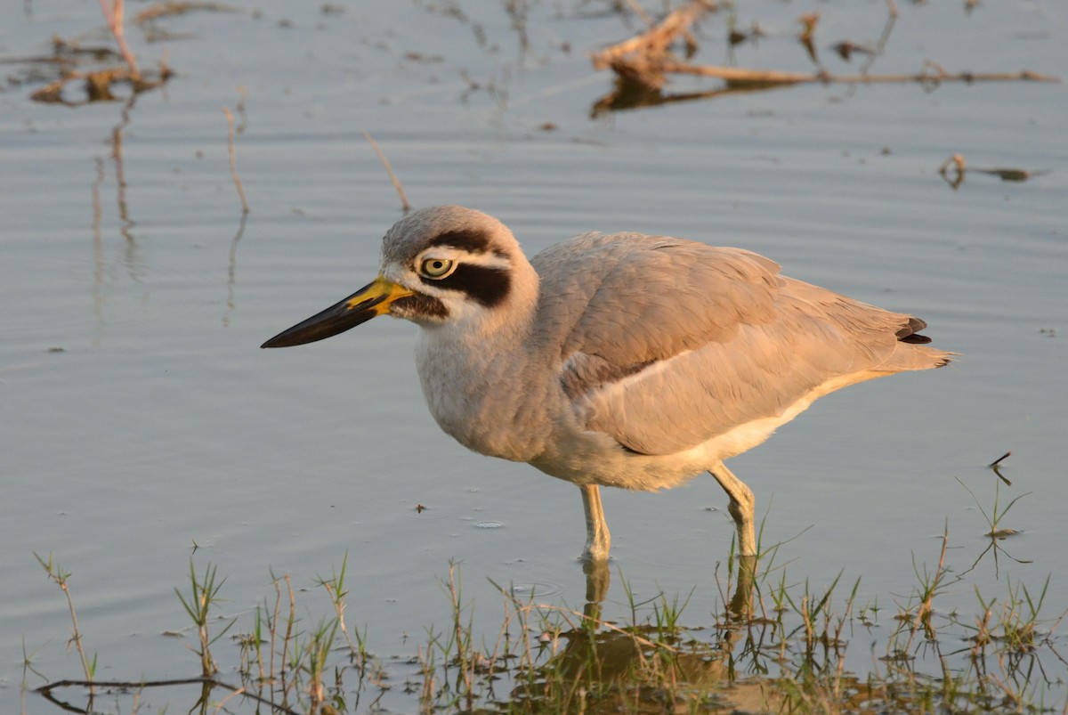 Great Thick-knee - ML25193221