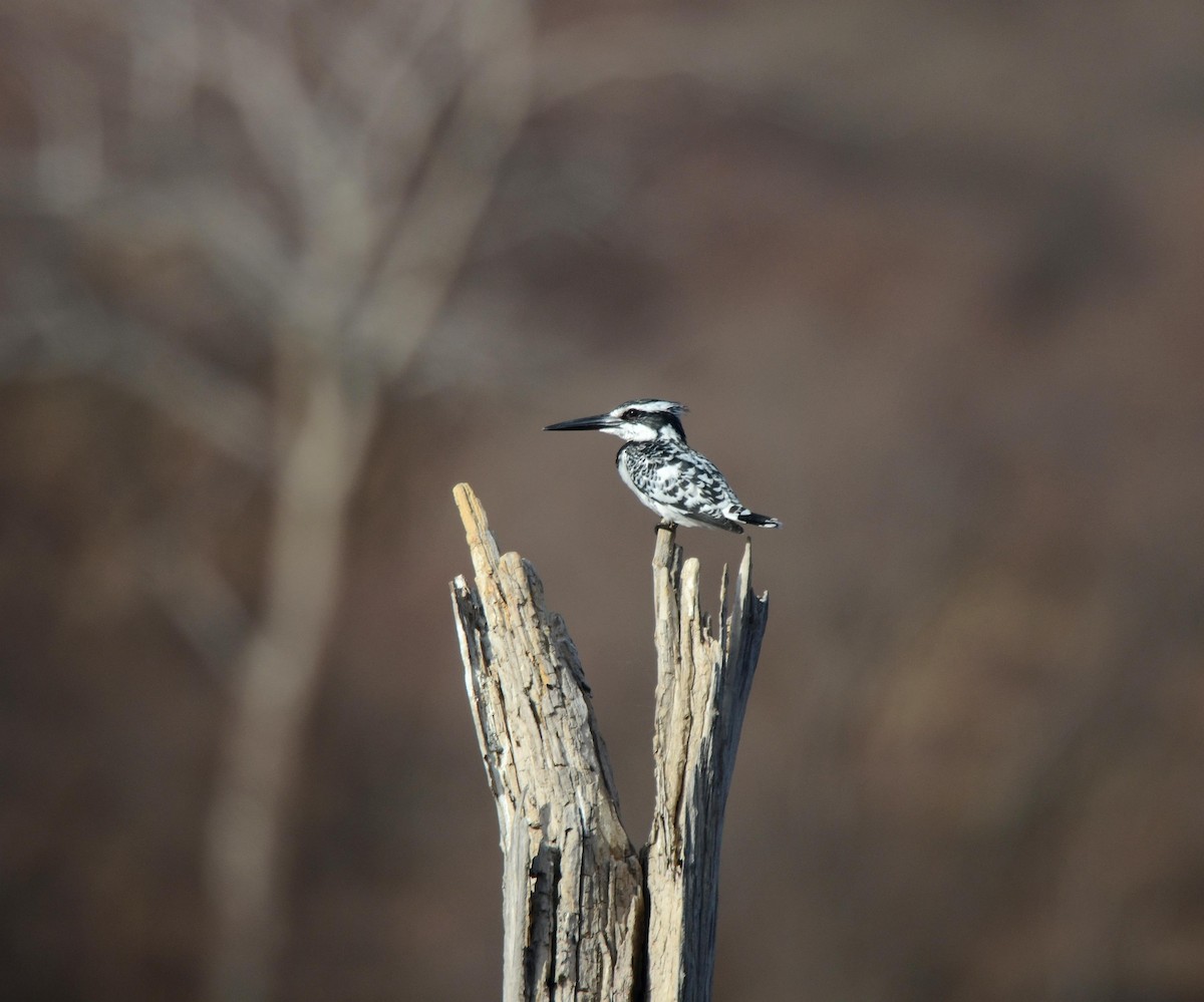 Pied Kingfisher - Forrest Rowland