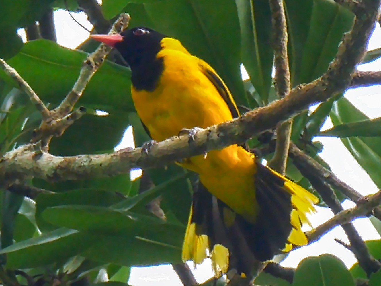 Blackwinged Oriole eBird