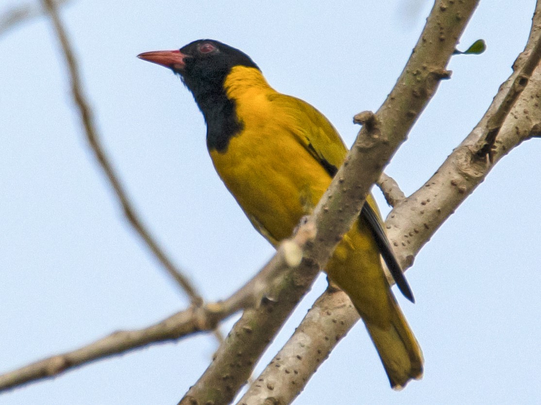 Blackwinged Oriole eBird