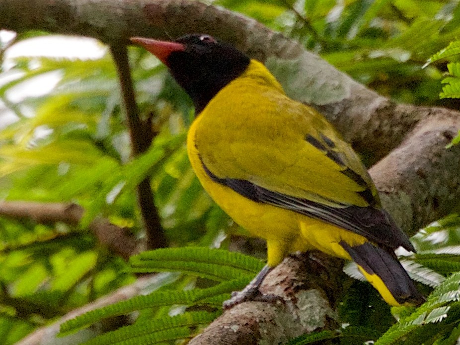 Blackwinged Oriole eBird