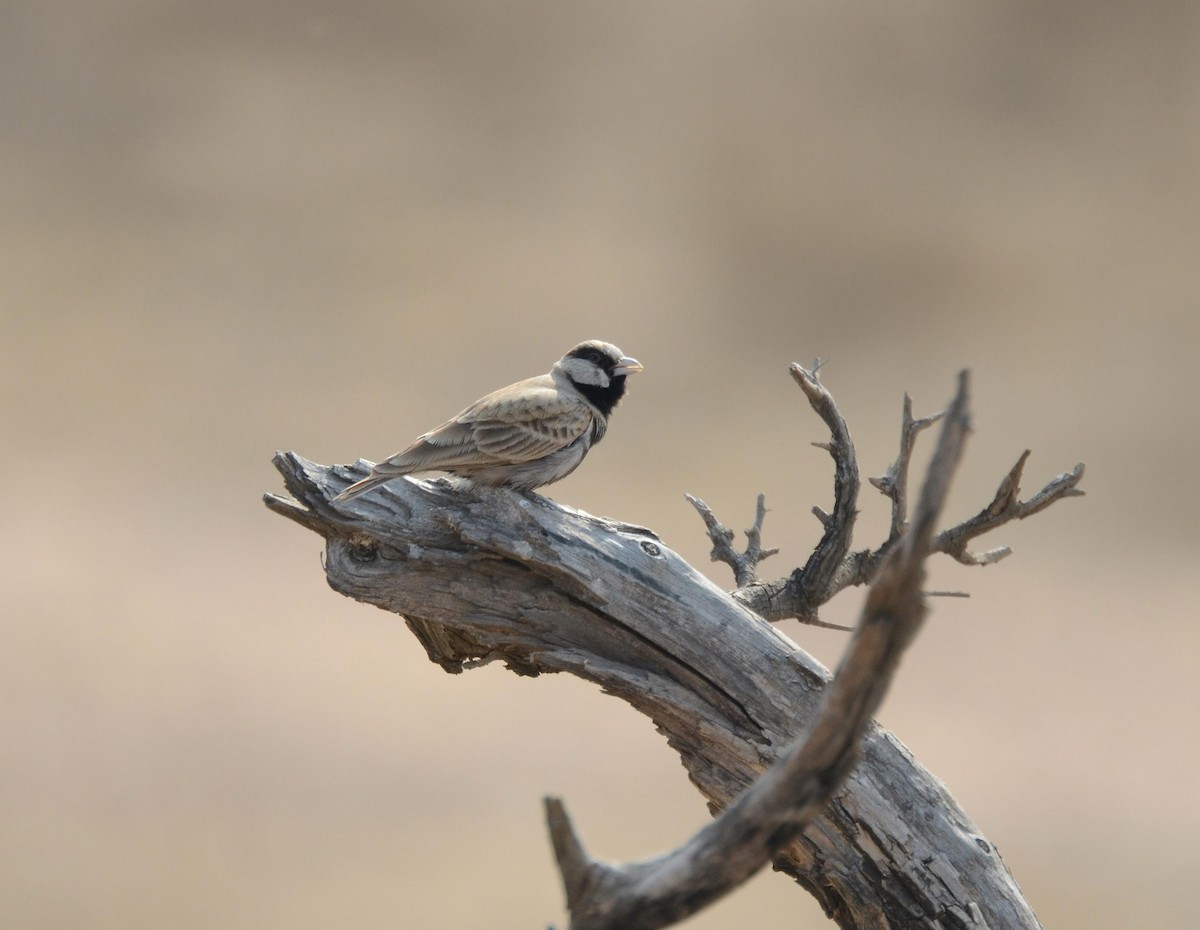 Ashy-crowned Sparrow-Lark - Forrest Rowland