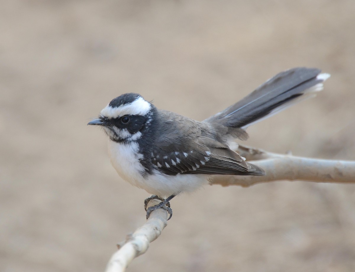 White-browed Fantail - ML25193501