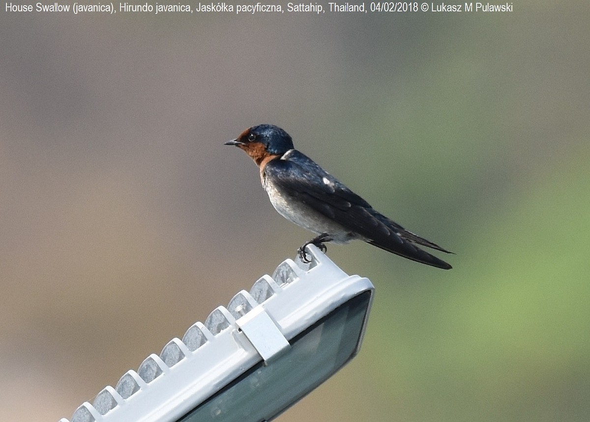 Pacific Swallow (Pacific) - ML251935601