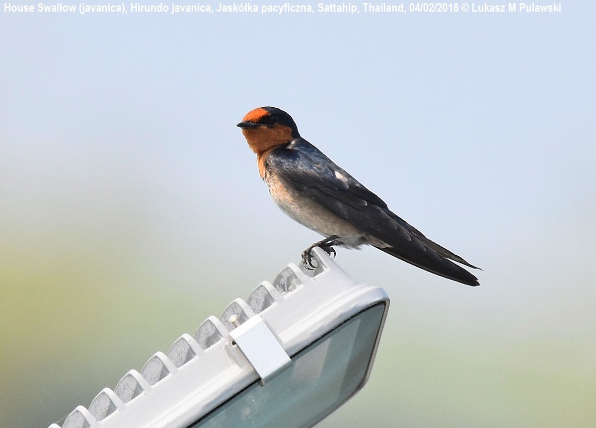 Pacific Swallow (Pacific) - ML251935681