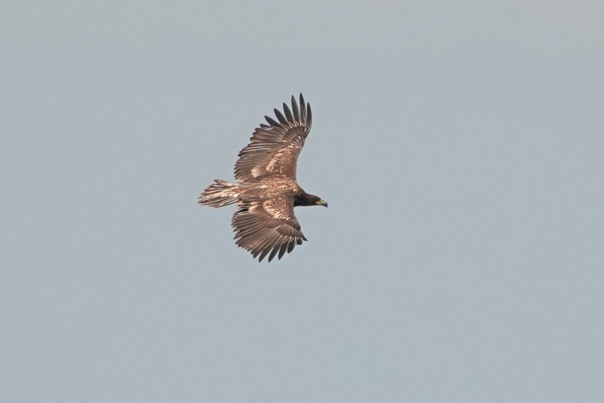 White-tailed Eagle - ML251940571