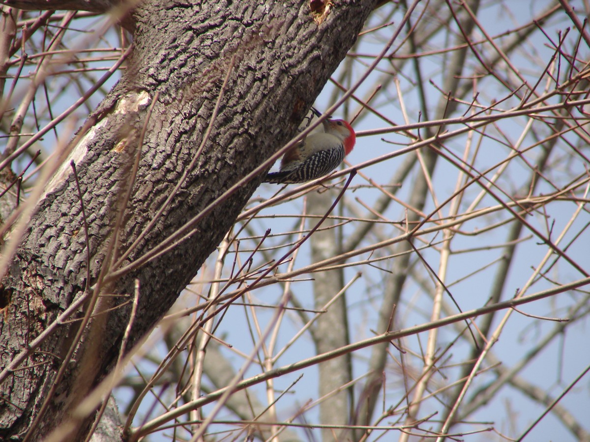 Red-bellied Woodpecker - alan murray