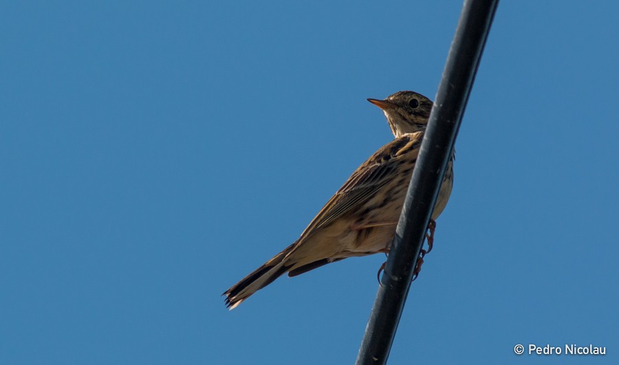 Meadow Pipit - ML25194401