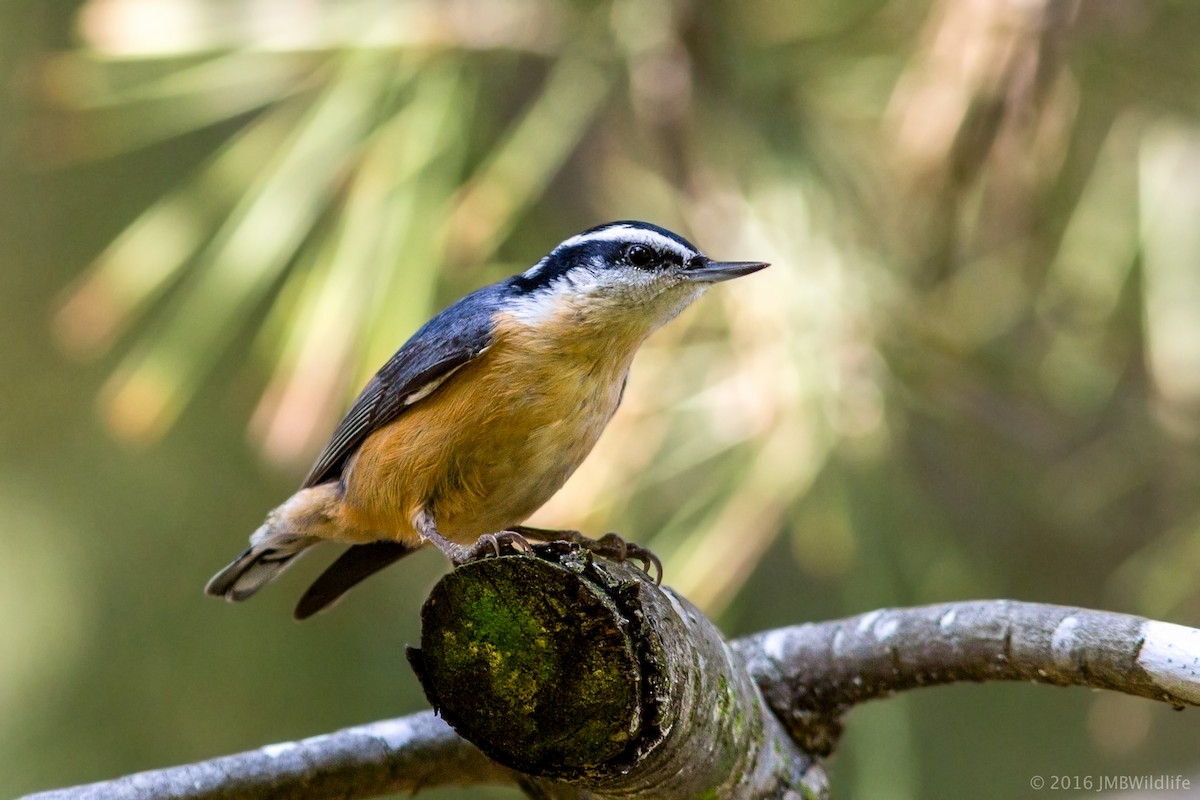 Red-breasted Nuthatch - ML25194581