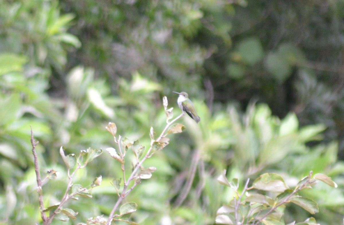 White-bellied Hummingbird - Kent Miller