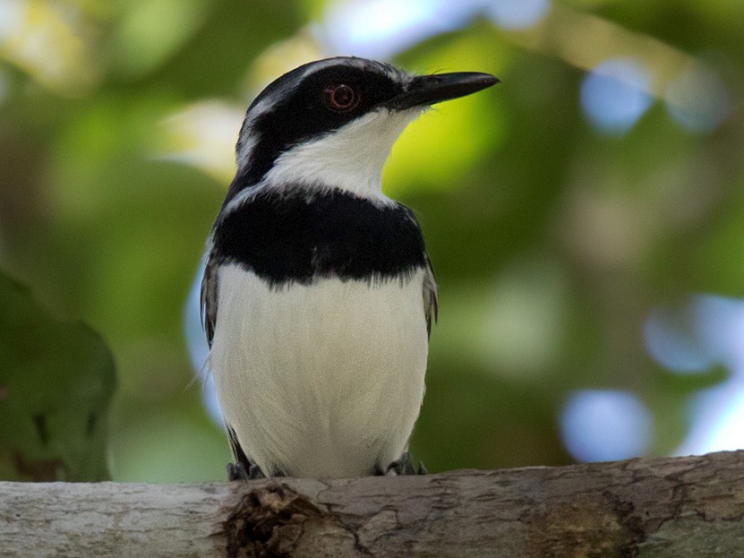 Short-tailed Batis - Lars Petersson | My World of Bird Photography