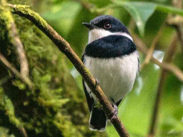 Photos - Short-tailed Batis - Batis mixta - Birds of the World