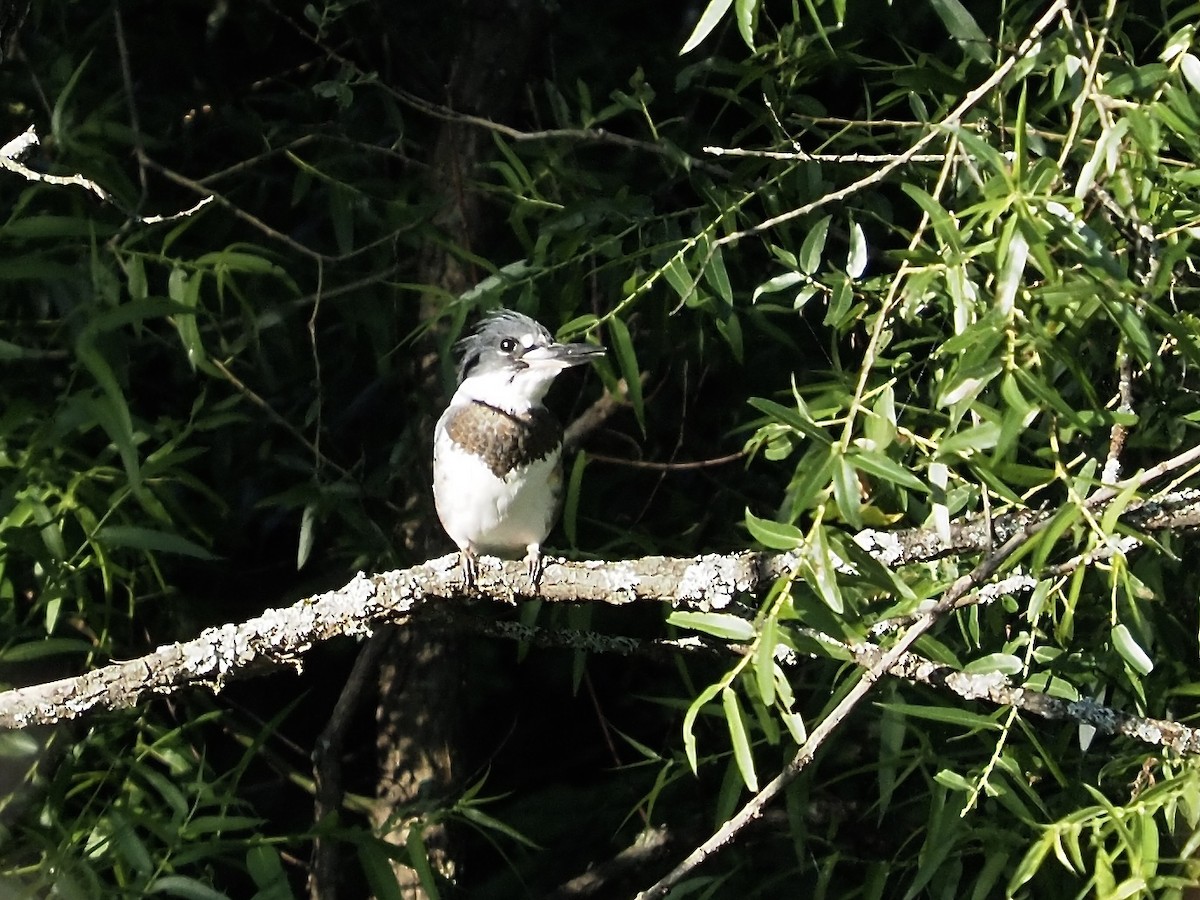 Belted Kingfisher - ML251950971