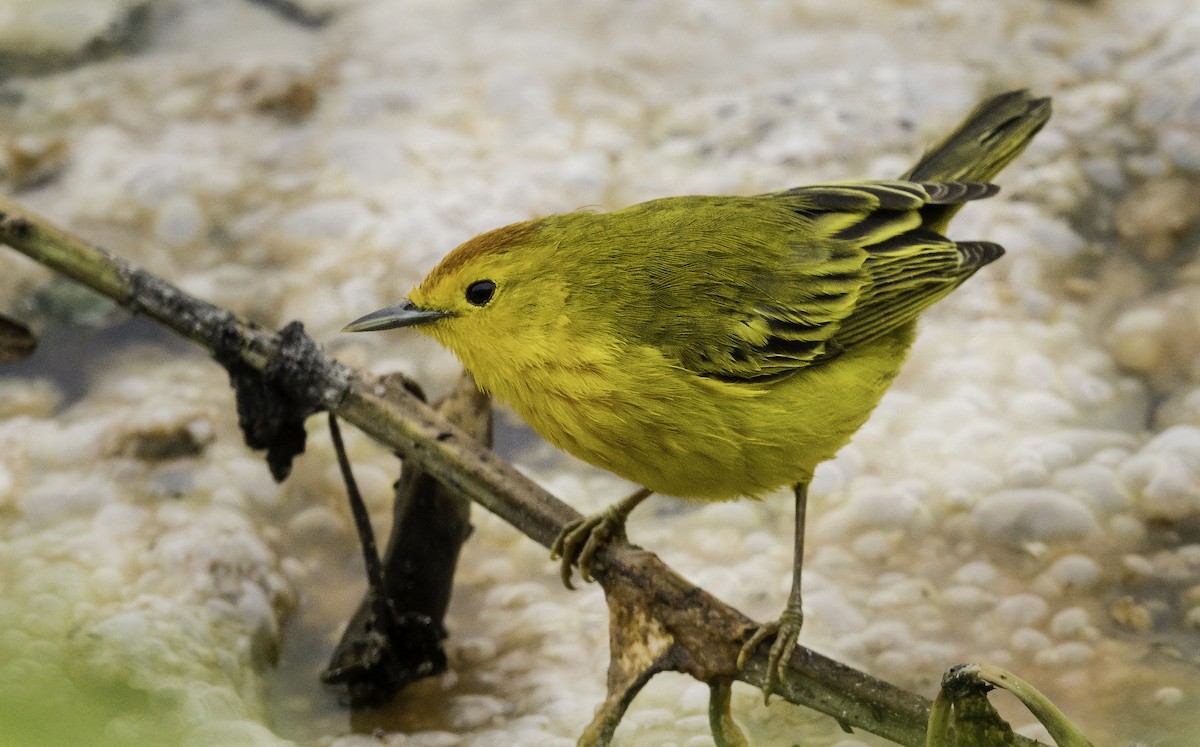 Yellow Warbler (Galapagos) - Ian Routley