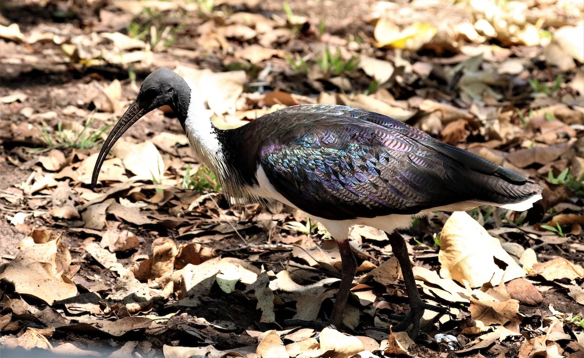 ibis slámokrký - ML251955801
