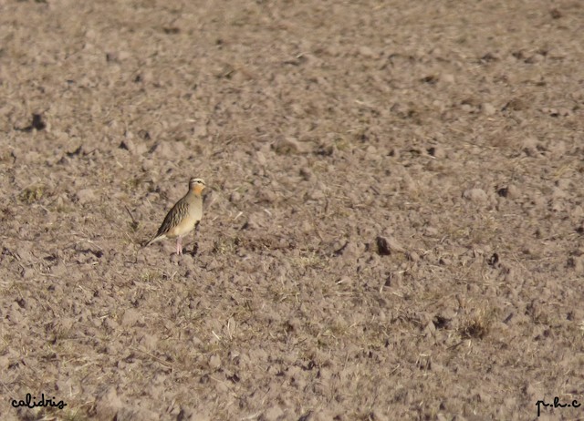 Bird resting in ploughed field; Santa Fe, Argentina. - Tawny-throated Dotterel - 