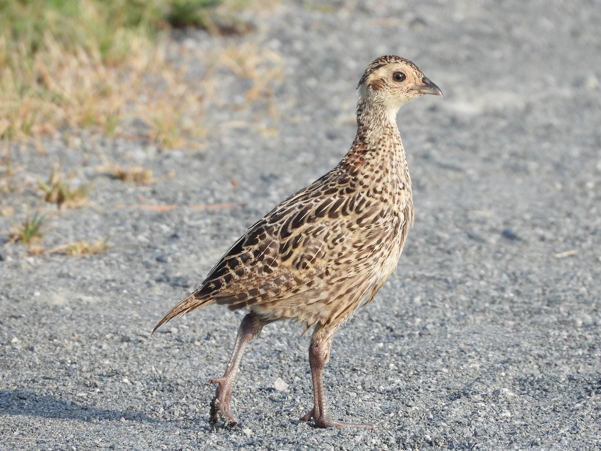 Ring-necked Pheasant - JamEs ParRis