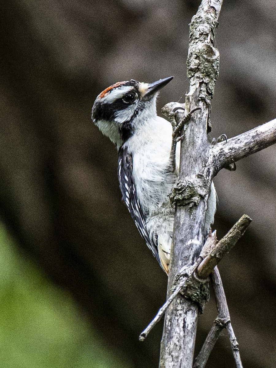 Downy Woodpecker - ML251959181