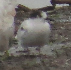Common Tern - ML251959471