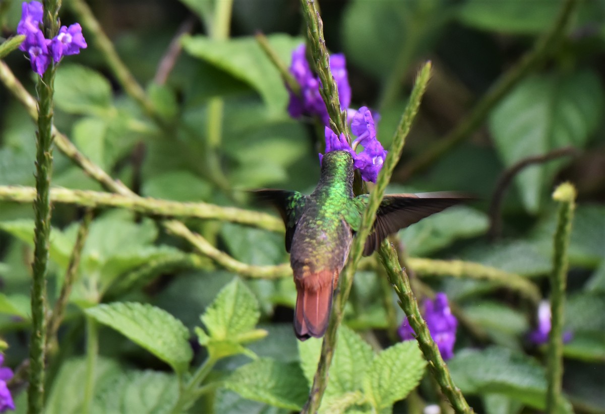 Rufous-tailed Hummingbird - Ken Milender