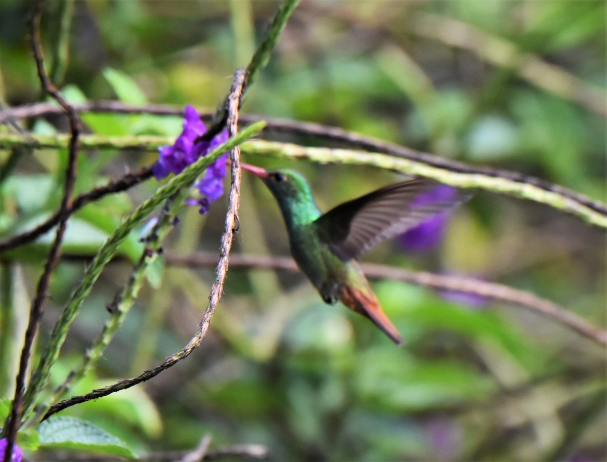 Rufous-tailed Hummingbird - ML251961721