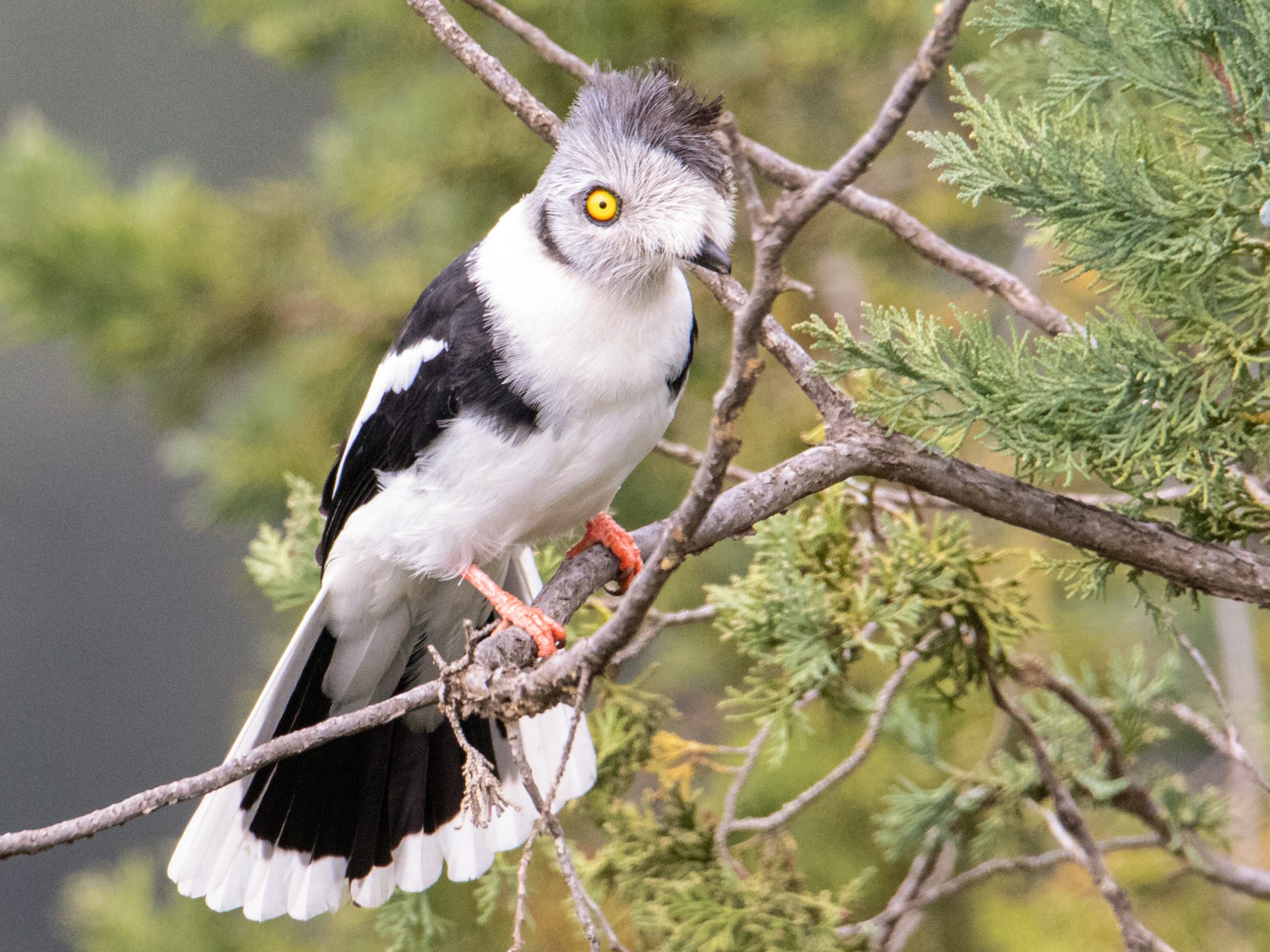 Graycrested Helmetshrike eBird