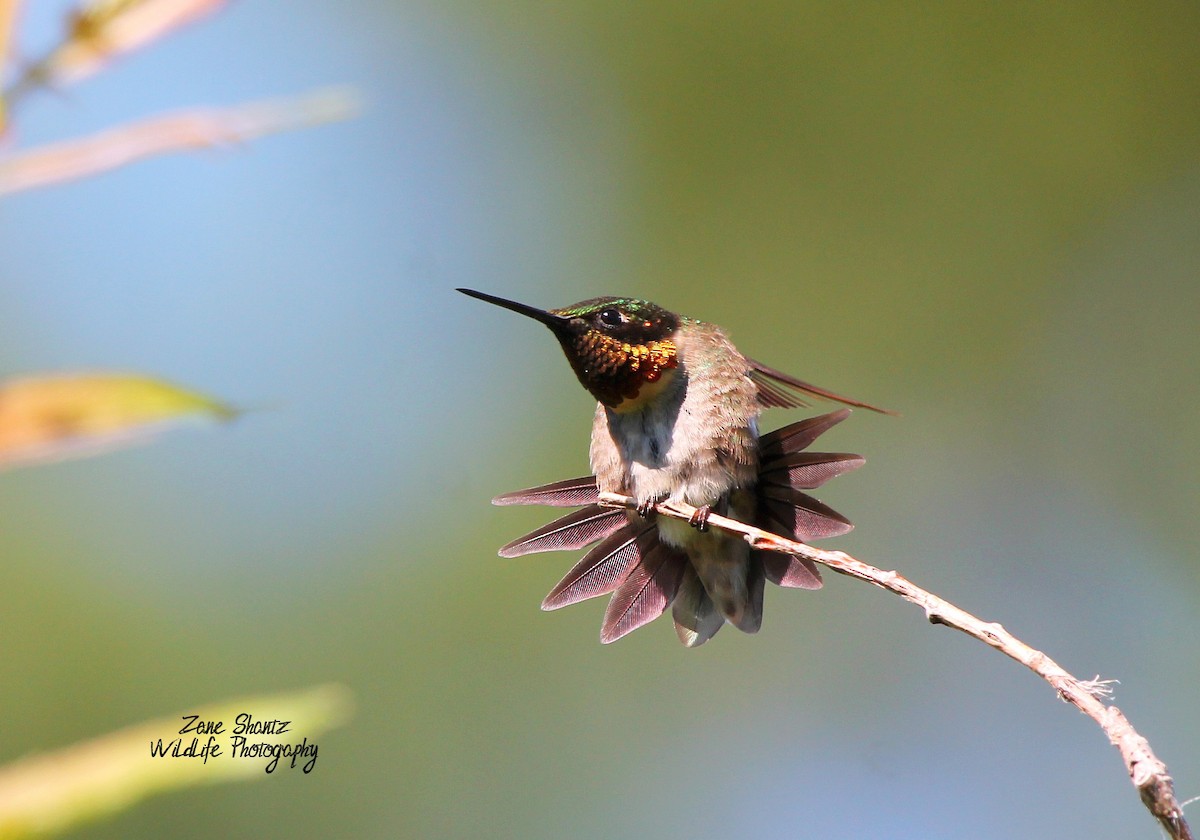 Ruby-throated Hummingbird - Zane Shantz