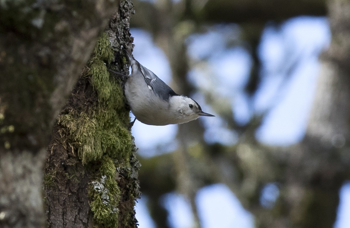 White-breasted Nuthatch (Pacific) - ML25196711