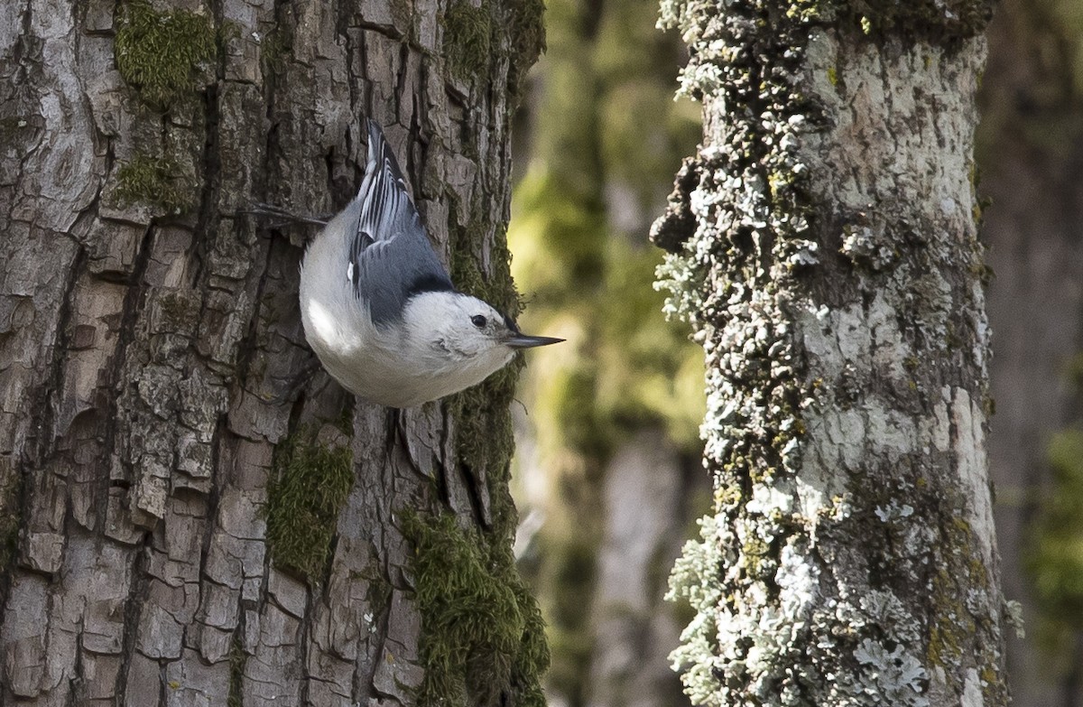 White-breasted Nuthatch (Pacific) - ML25196721