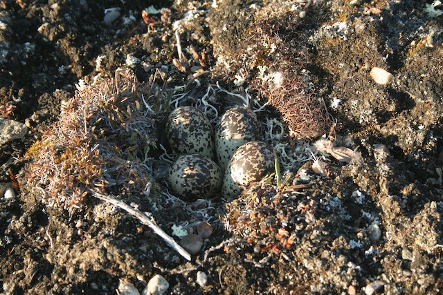 American Golden-Plover nest with eggs. - American Golden-Plover - 