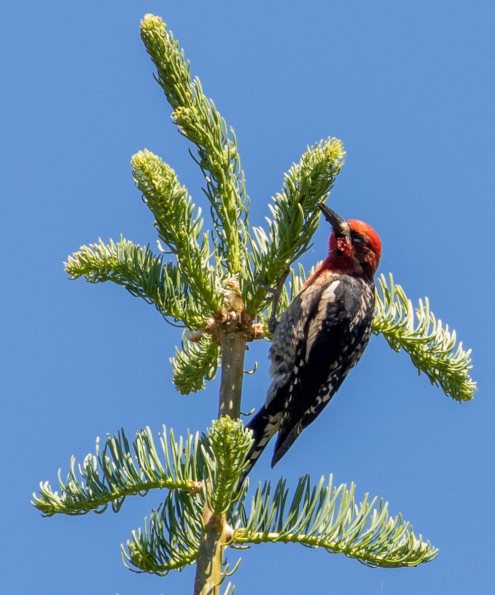 Red-breasted Sapsucker - ML251980431