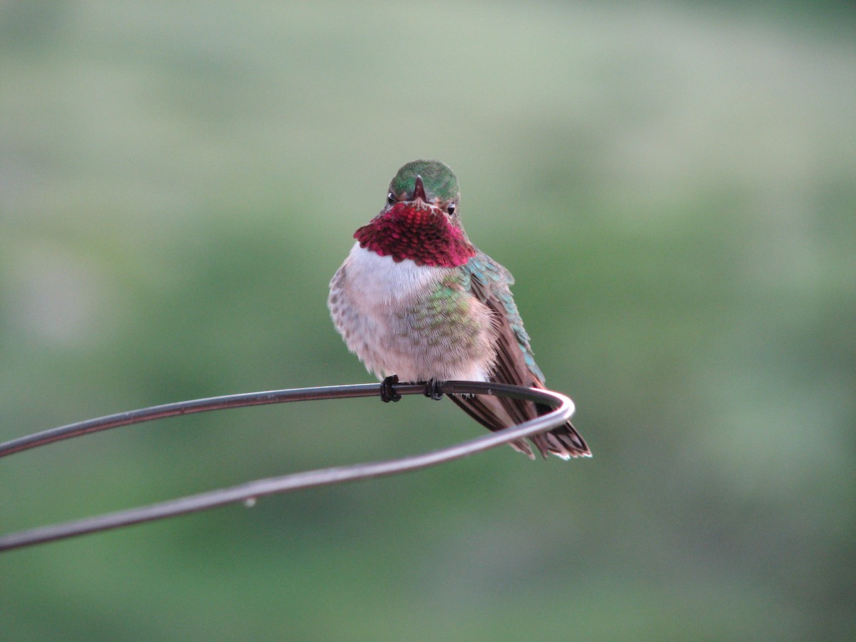 Broad-tailed Hummingbird - Lauren Udey
