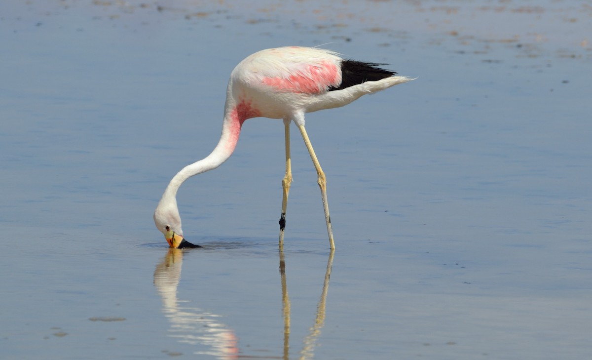 Andean Flamingo - Felipe de Groote Páez