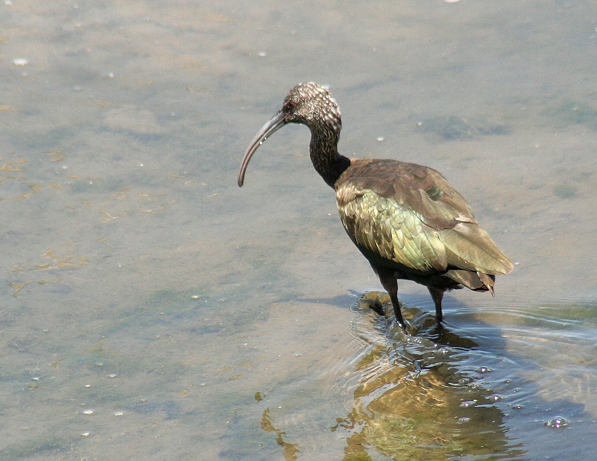 ibis americký - ML251983161