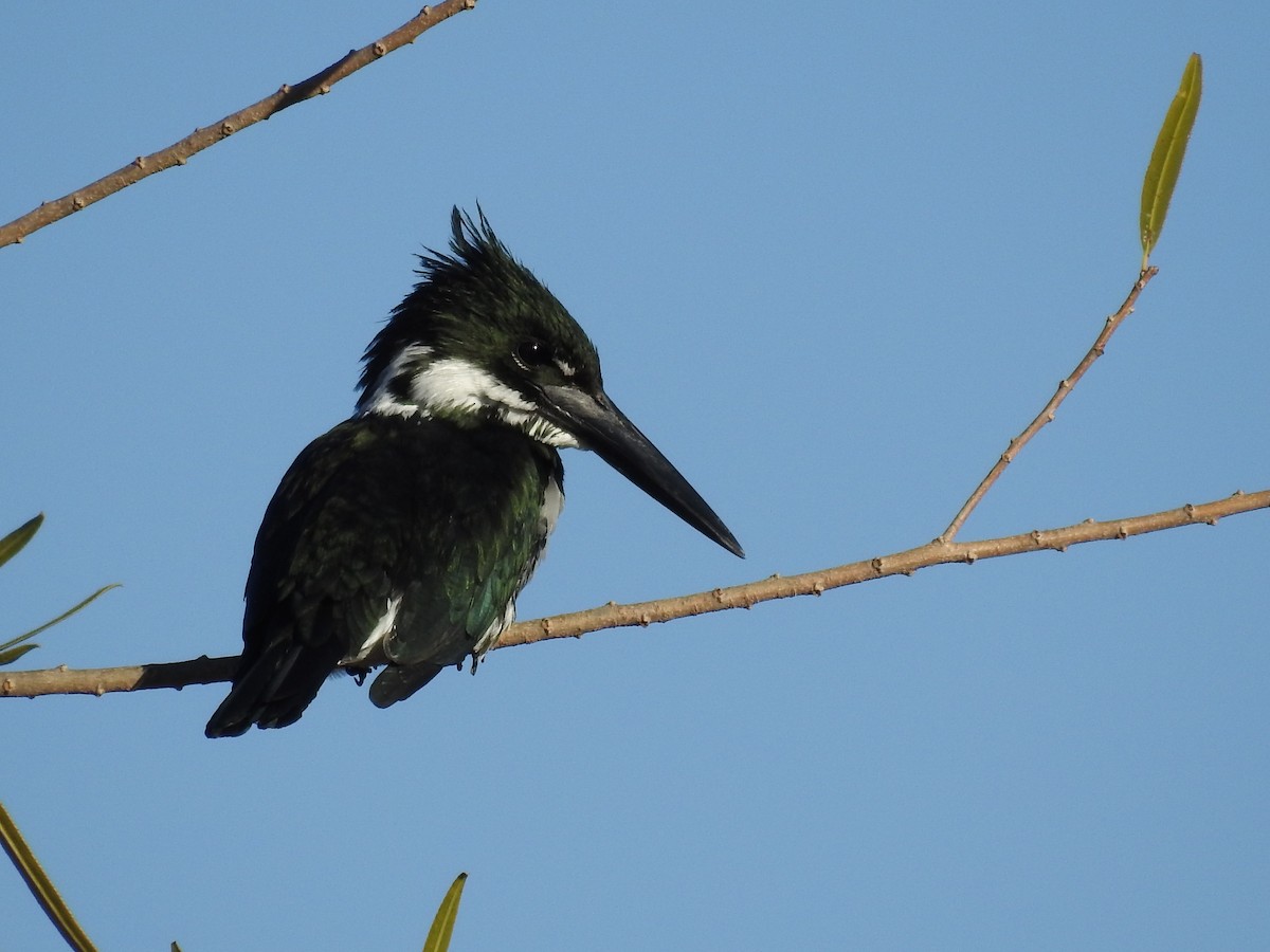 Amazon Kingfisher - dario wendeler
