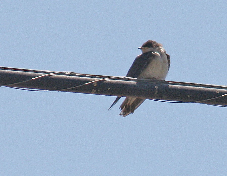 Northern Rough-winged Swallow - ML251983441