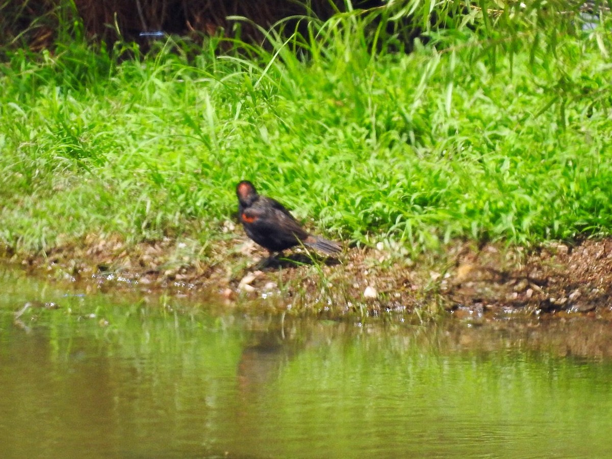 Red-winged Blackbird - ML251986211