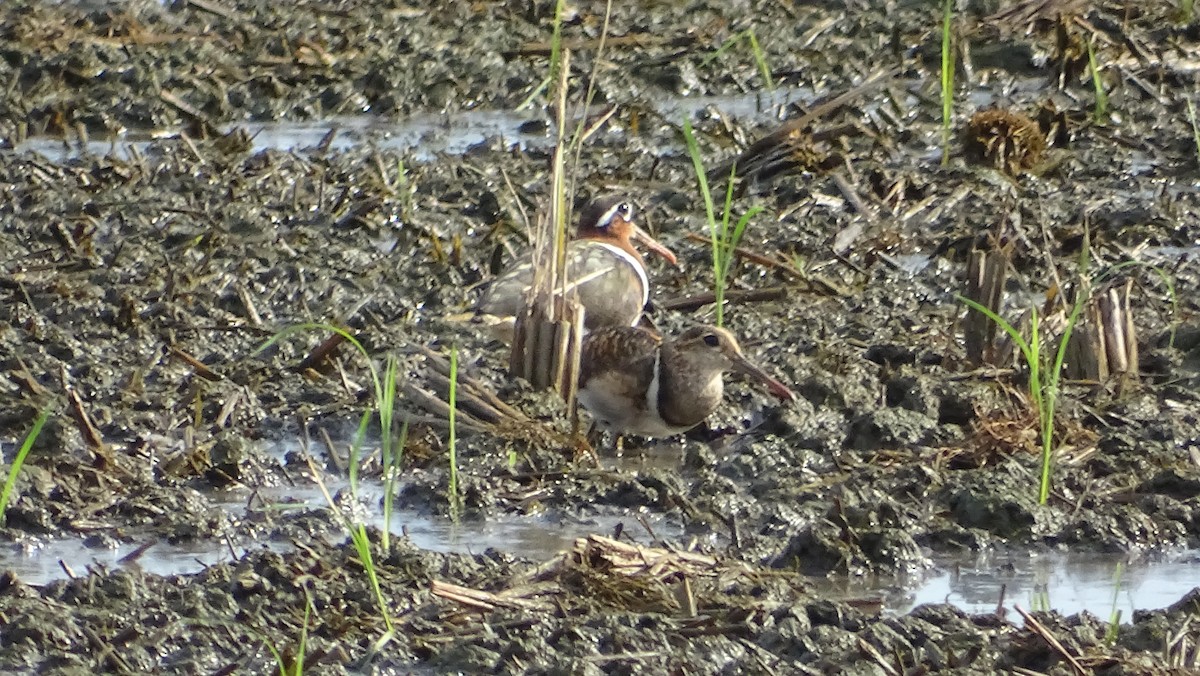 Greater Painted-Snipe - ML251986571