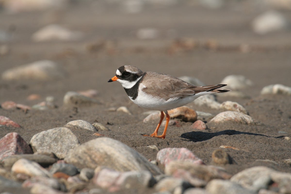 Common Ringed Plover - ML251987021