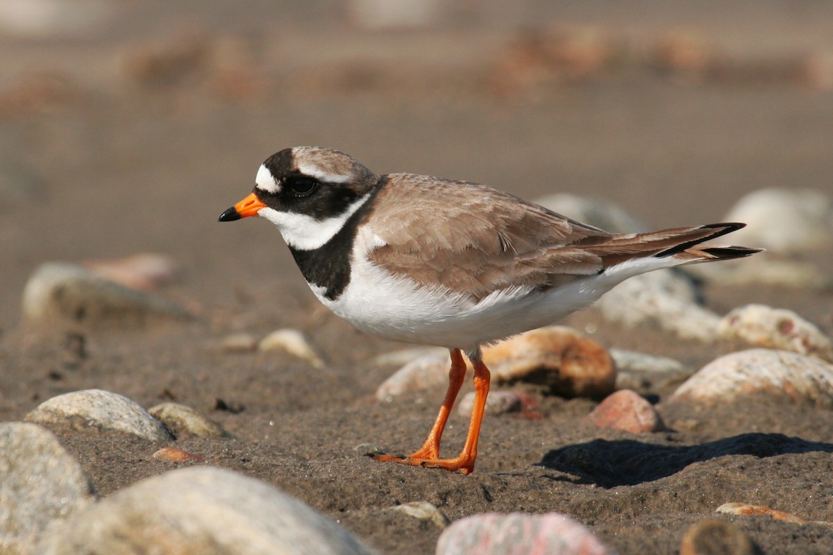Common Ringed Plover - ML251987351