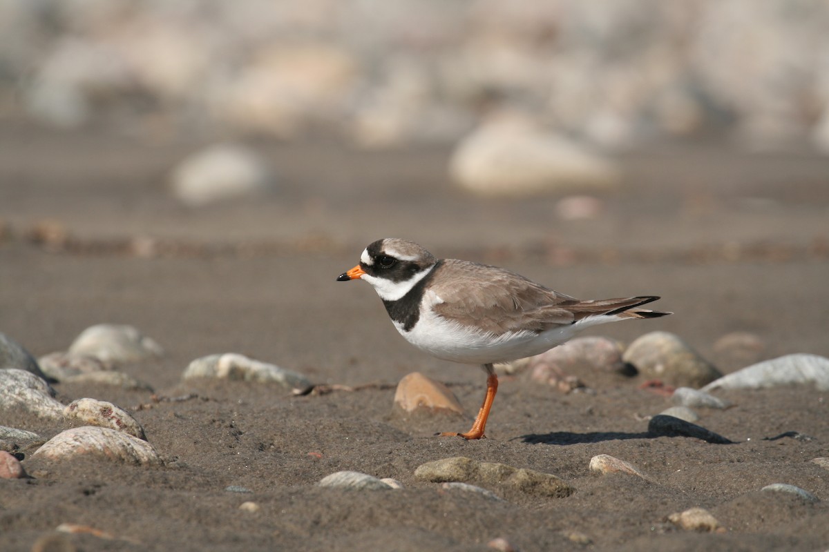 Common Ringed Plover - ML251987361
