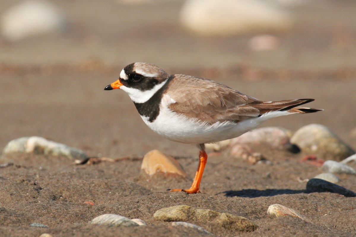 Common Ringed Plover - ML251987371