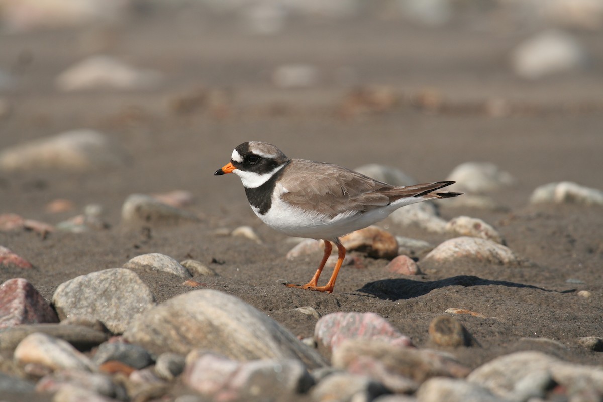 Common Ringed Plover - ML251987391