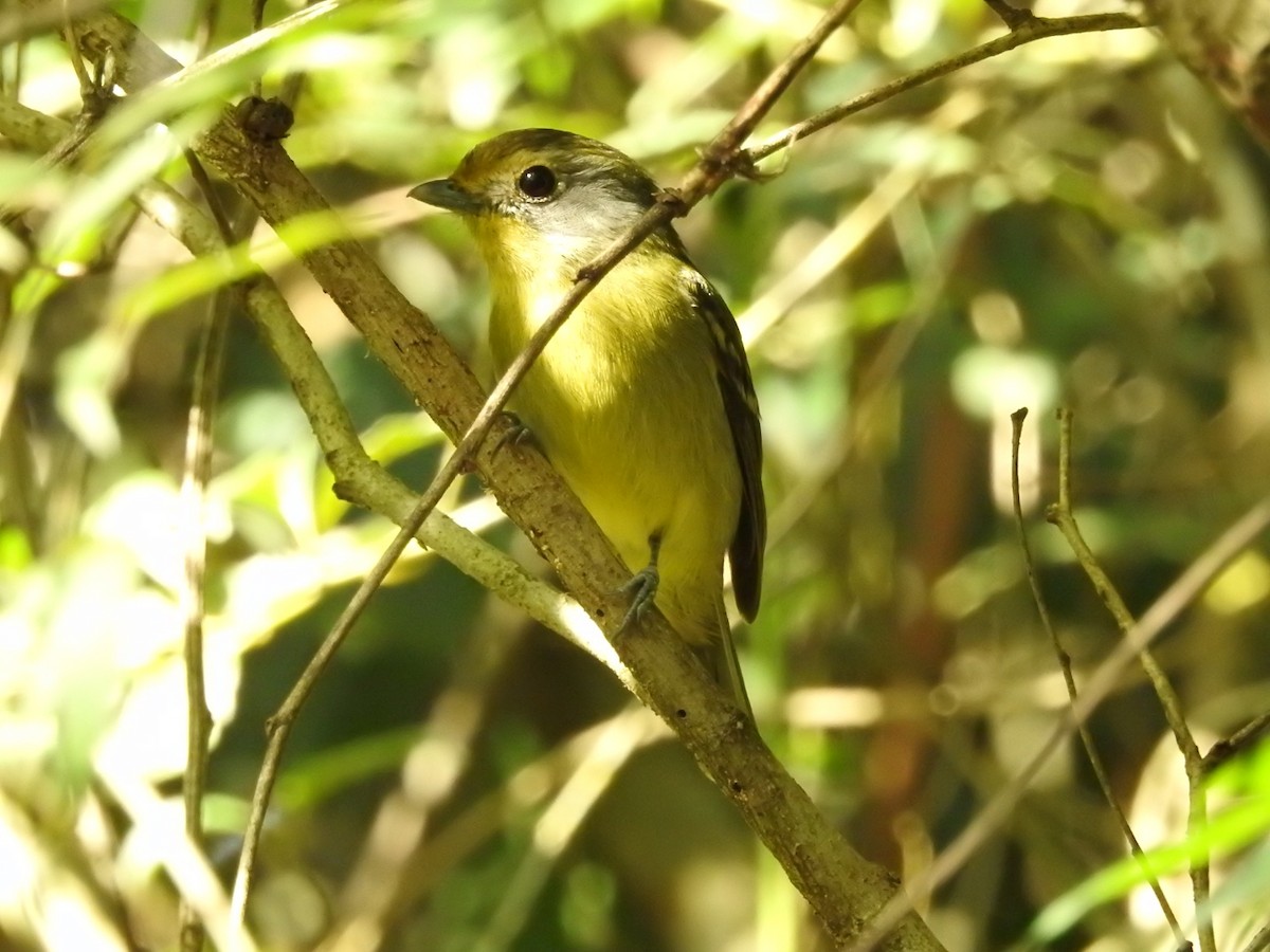 Wing-barred Piprites - ML251990911