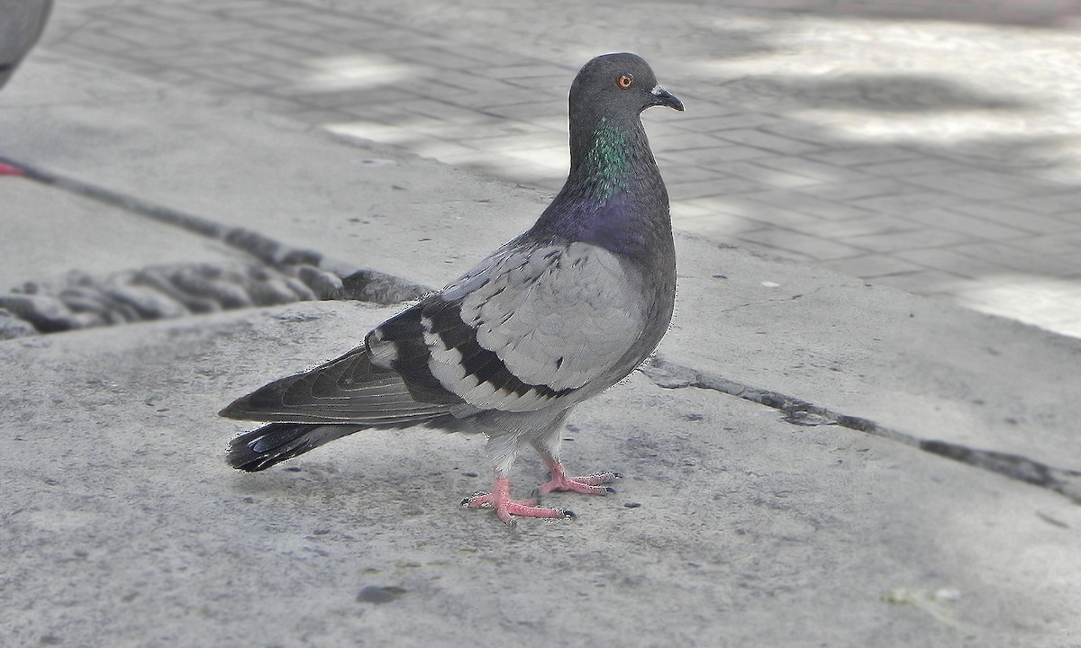 Rock Pigeon (Feral Pigeon) - Adrián Braidotti