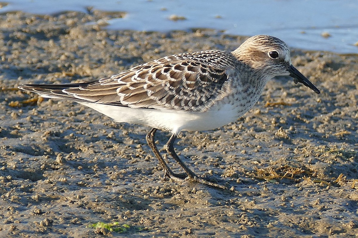 ML251998471 - Baird's Sandpiper - Macaulay Library