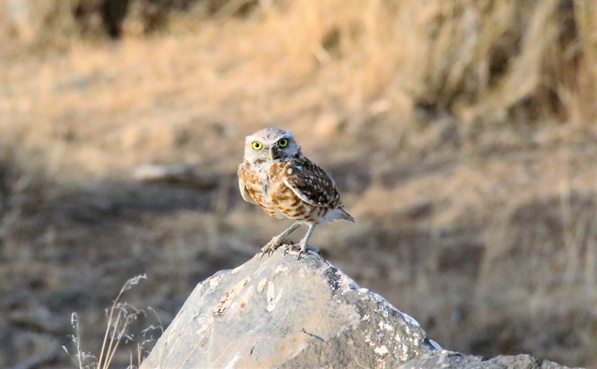 Burrowing Owl - ML251998641