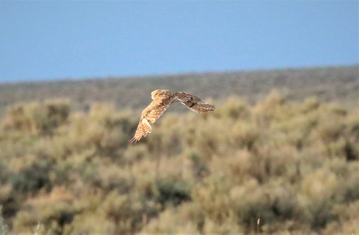 Burrowing Owl - ML251998651